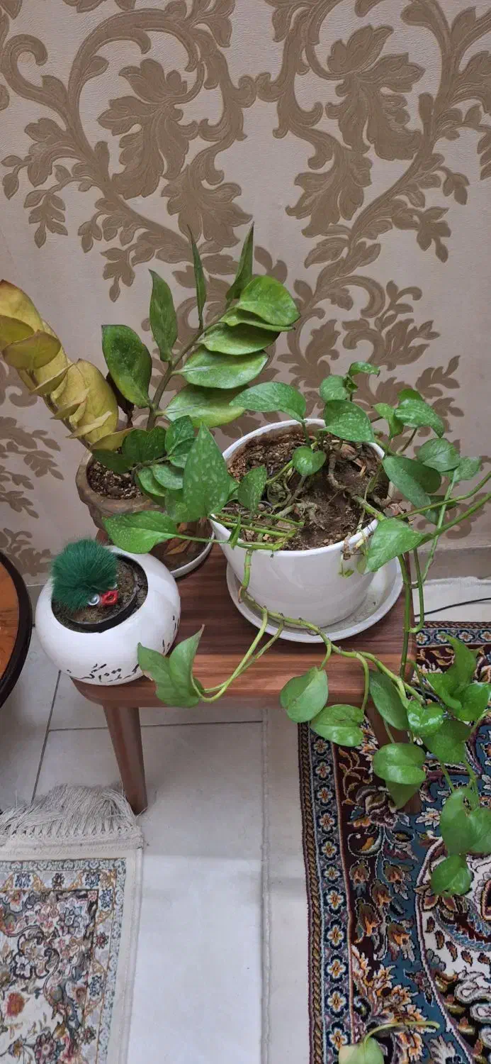 گل طبیعی|گل و گیاه طبیعی|ری, فیروزآبادی|دیوار