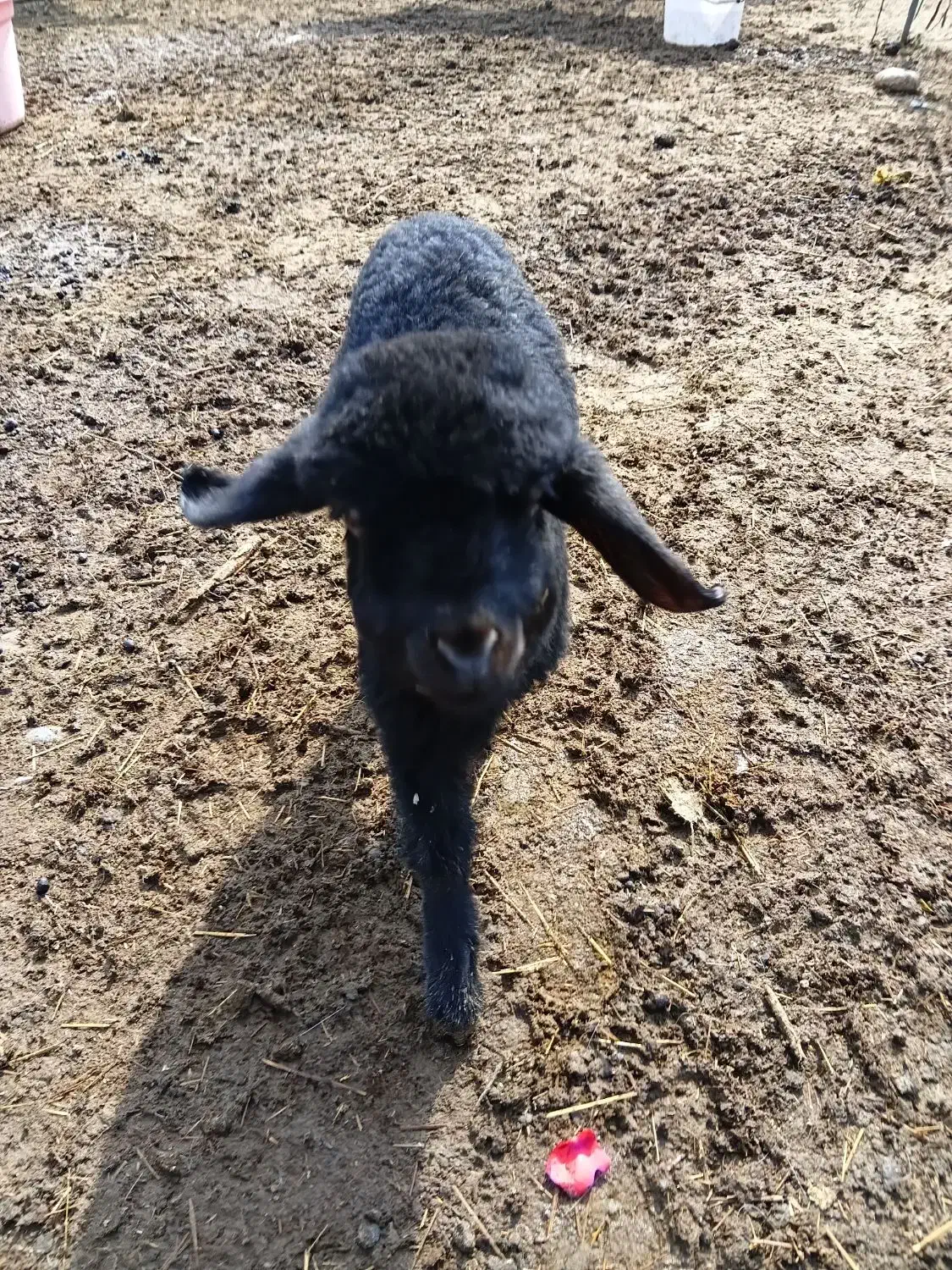 بره.میش.بز.بیگ|حیوانات مزرعه|دزفول, |دیوار