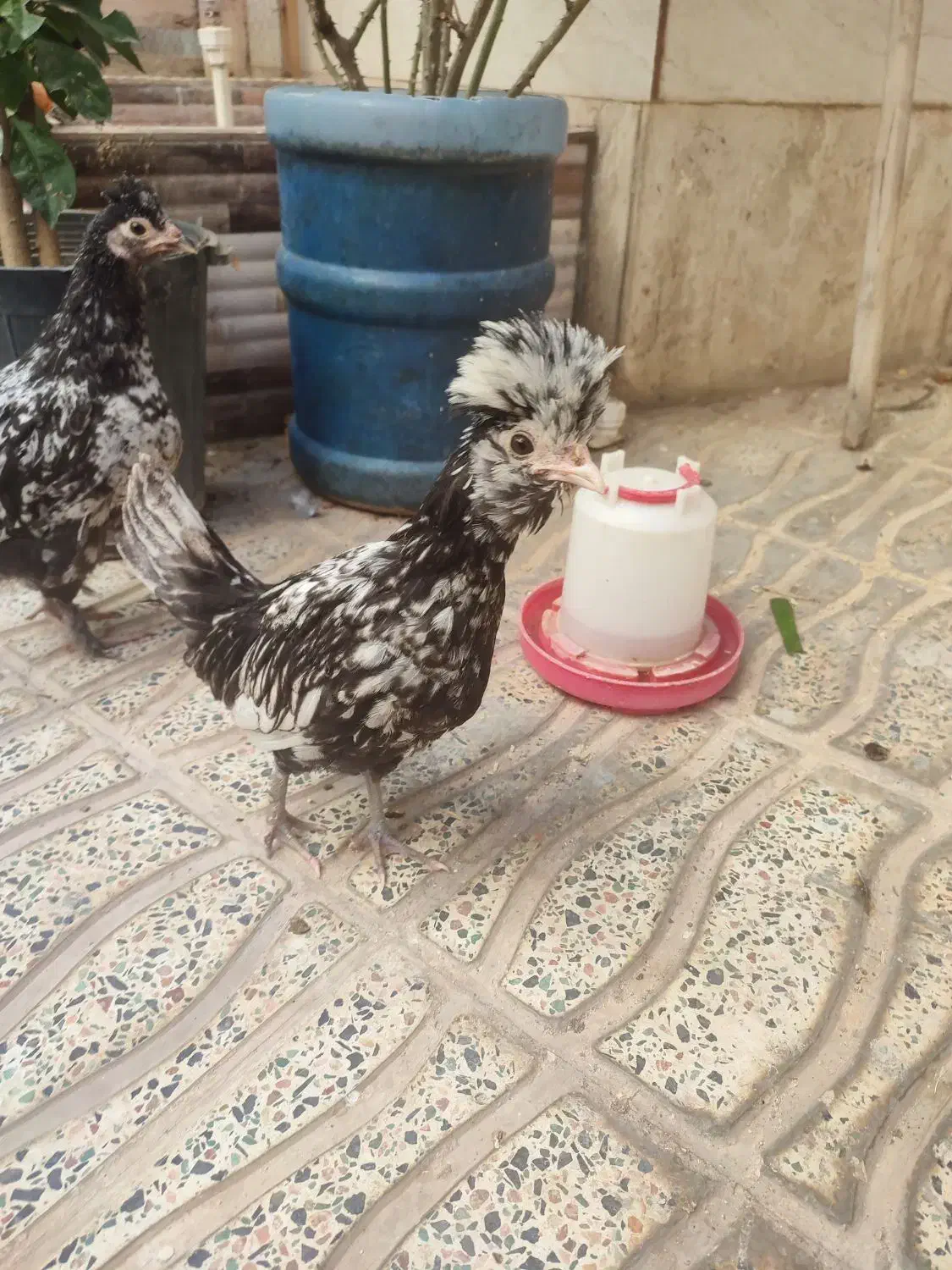 جوجه لهستانی و دو رگه|حیوانات مزرعه|بروجرد, |دیوار