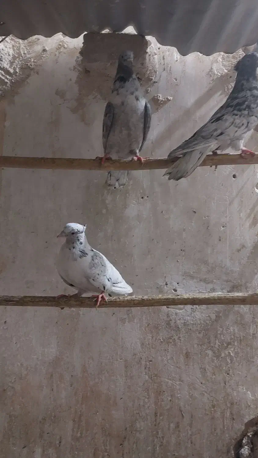 کبوتر|پرنده|میبد, |دیوار