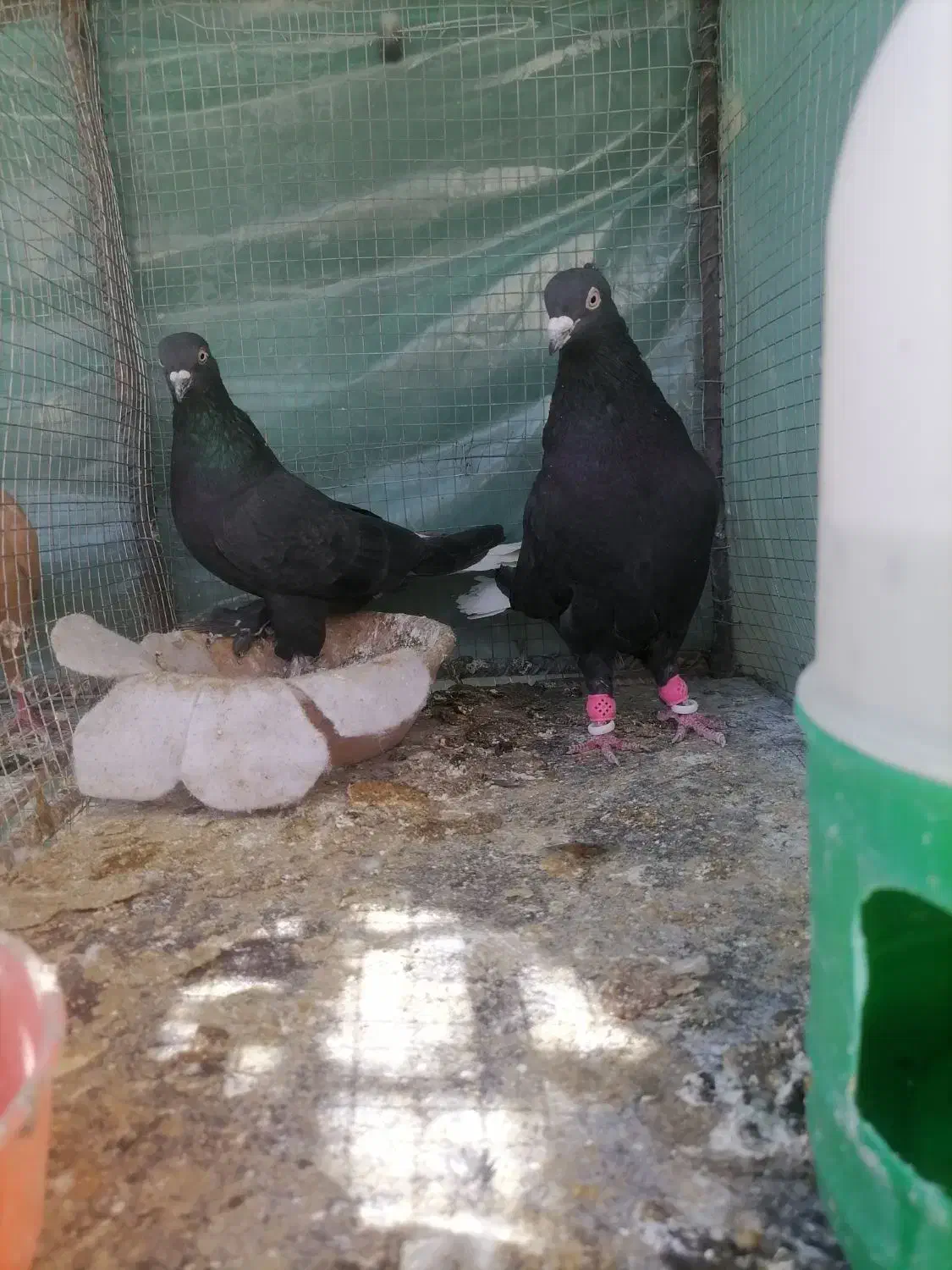 کبوتر دمی سیا و زاغ دم سفید|پرنده|بردسیر, |دیوار