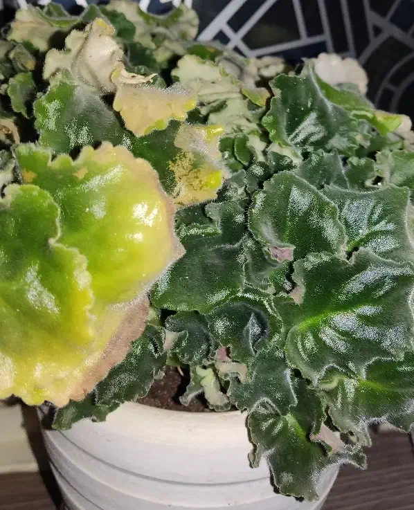 فروش قلمه گل کم نظیر و زیبا بنفشه آفریقایی(برگ گل)|گل و گیاه طبیعی|بجنورد, |دیوار