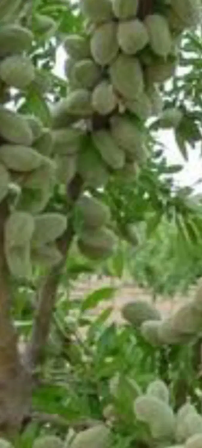 فروش باغ بادام۱۰۰۰۰ متر|فروش زمین و ملک کلنگی|انزل, |دیوار