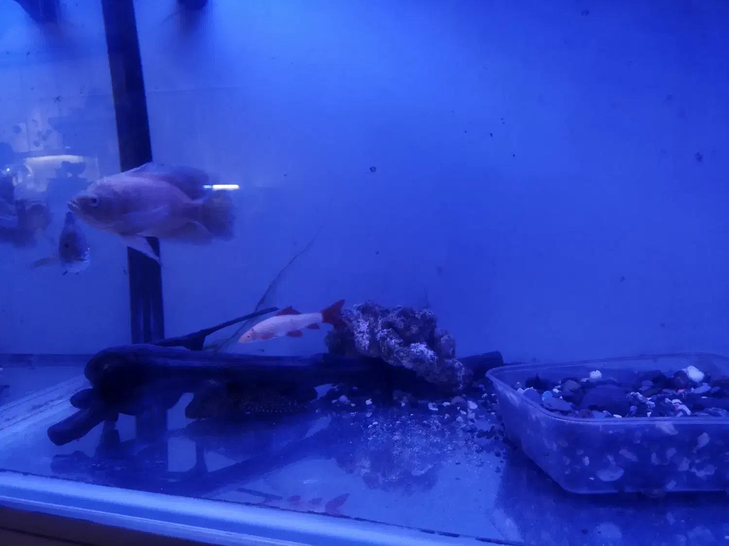 ماهی|ماهی|تهران, نیروی هوایی (پیروزی)|دیوار