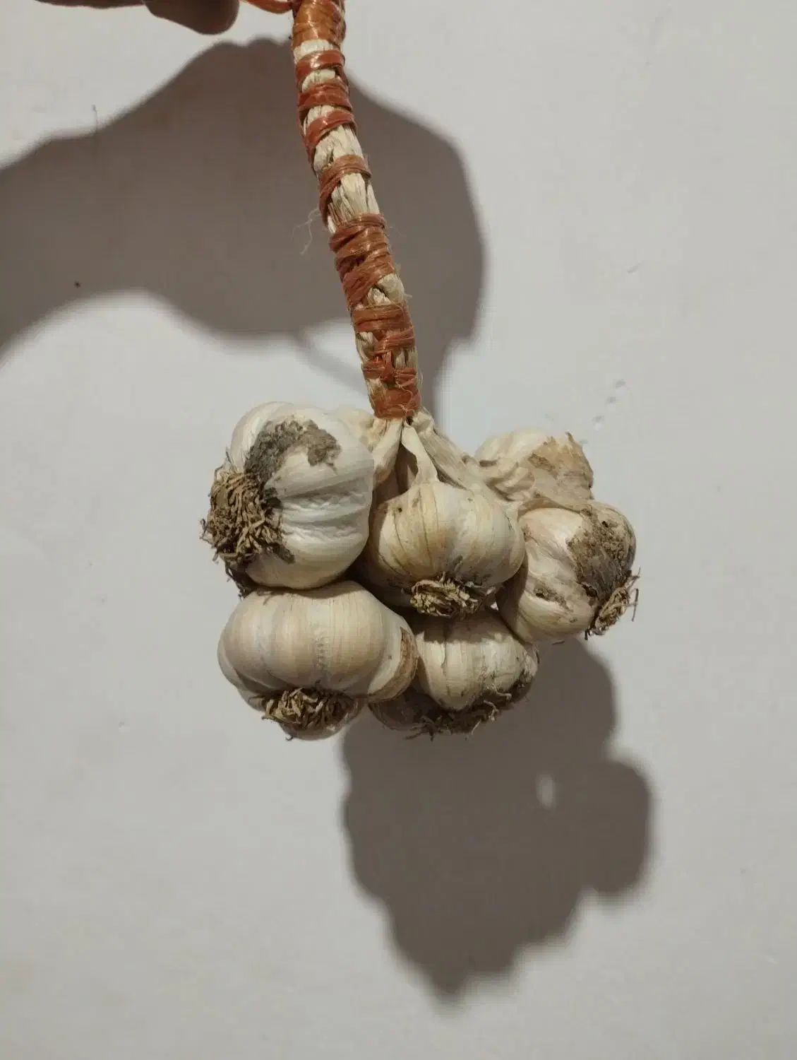 سیر محلی شیرین و باقالا|حراج|لنگرود, |دیوار