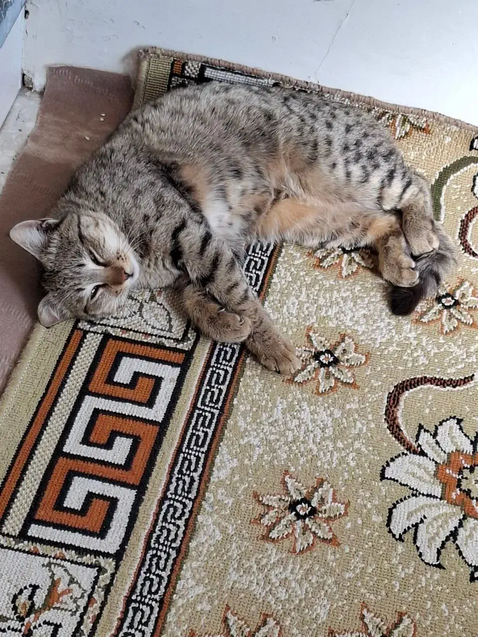 واگذاری گربه|گربه|تربت‌حیدریه, حسنی بالا|دیوار