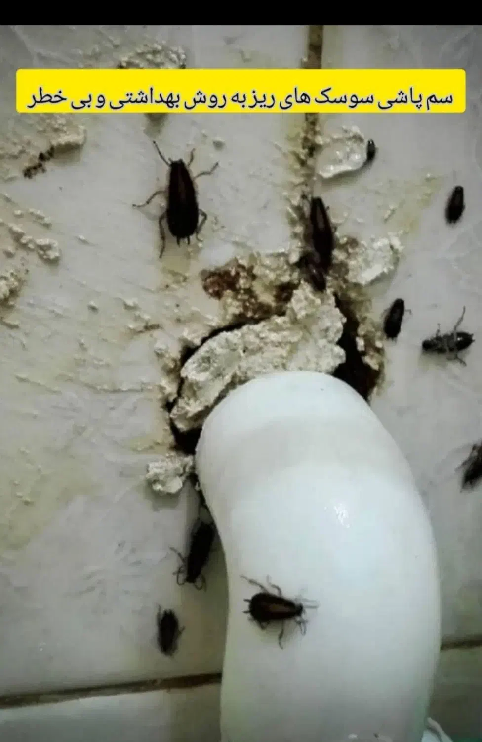 سمپاشی ساس.سوسک سم پاشی موش کنه گال و تمام حشرات|خدمات نظافت|مشهد, ولیعصر (شهرک غرب)|دیوار