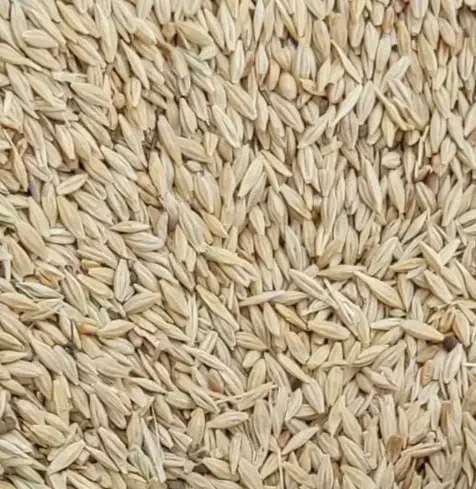 جو و گندم و عدس درجه یک|خوردنی و آشامیدنی|سجاس رود, |دیوار