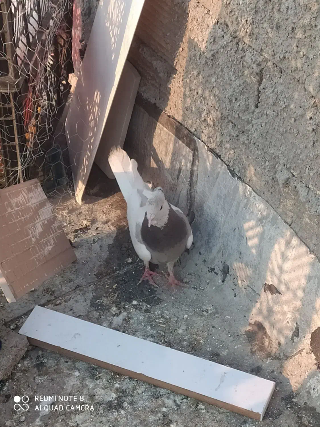 کبوتر طوق فقط۵۰۰|پرنده|یاسوج, |دیوار