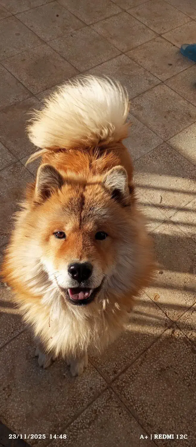 تعدادی حیوان خوشگل دنبال صاحب میگردن|فعالیت داوطلبانه|سبزوار, ایزی شهر|دیوار