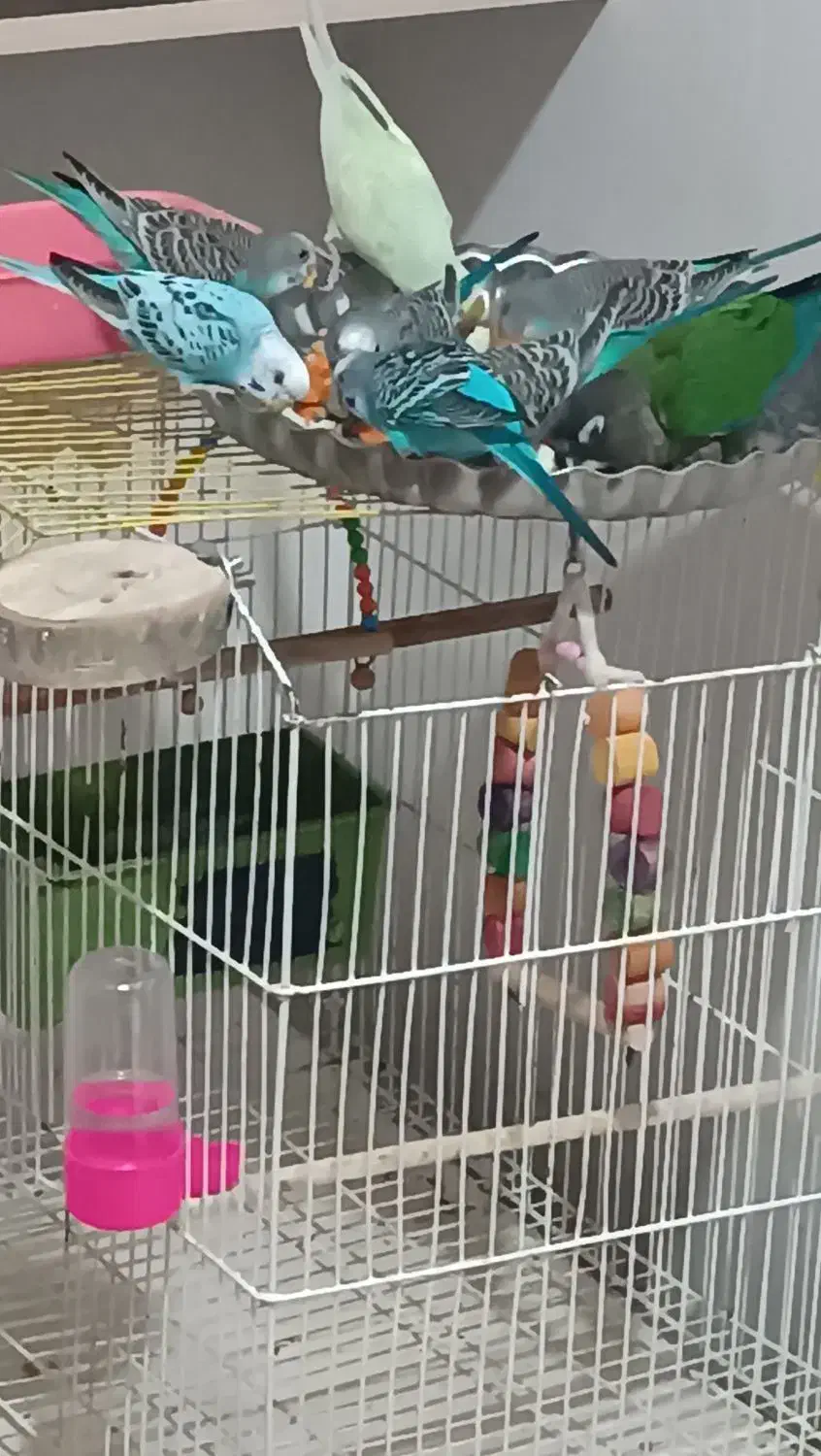 مرغ عشق|پرنده|کیلان, |دیوار