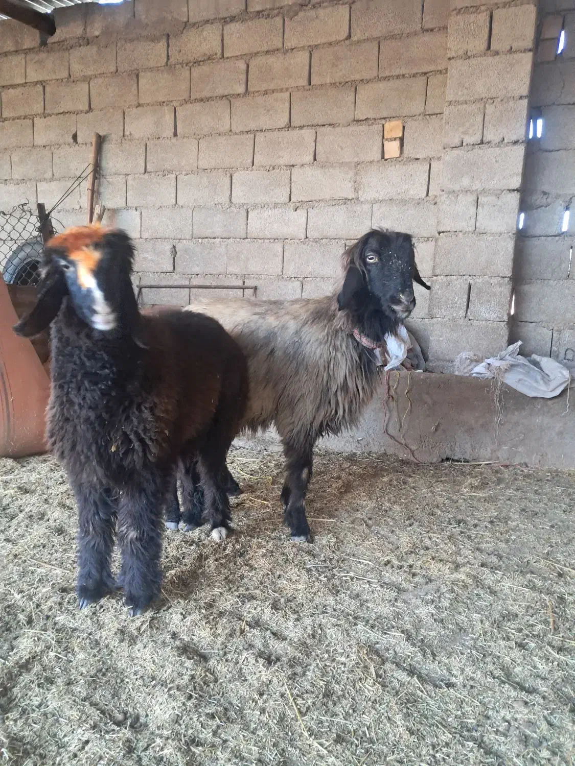 میش ،بره ،شیشک، بز،بیگ|حیوانات مزرعه|گتوند, |دیوار