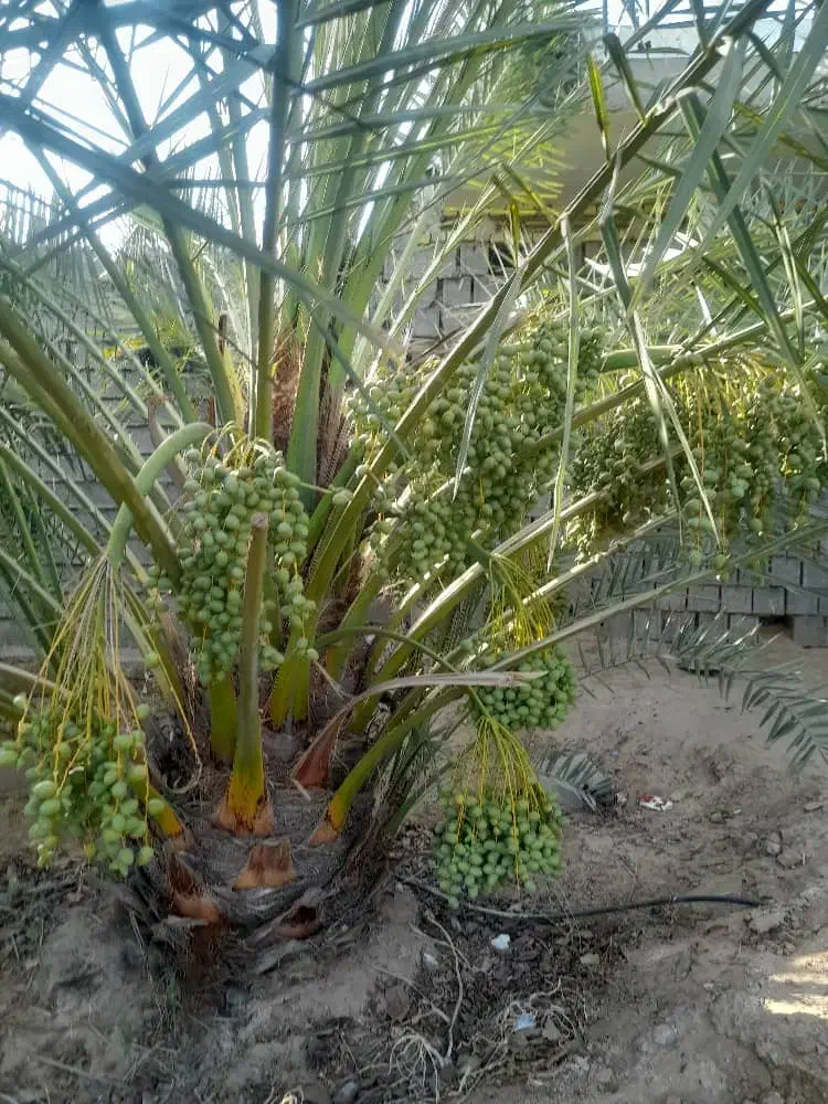 پاجوش بریهی بصره ای|گل و گیاه طبیعی|امیدیه, |دیوار