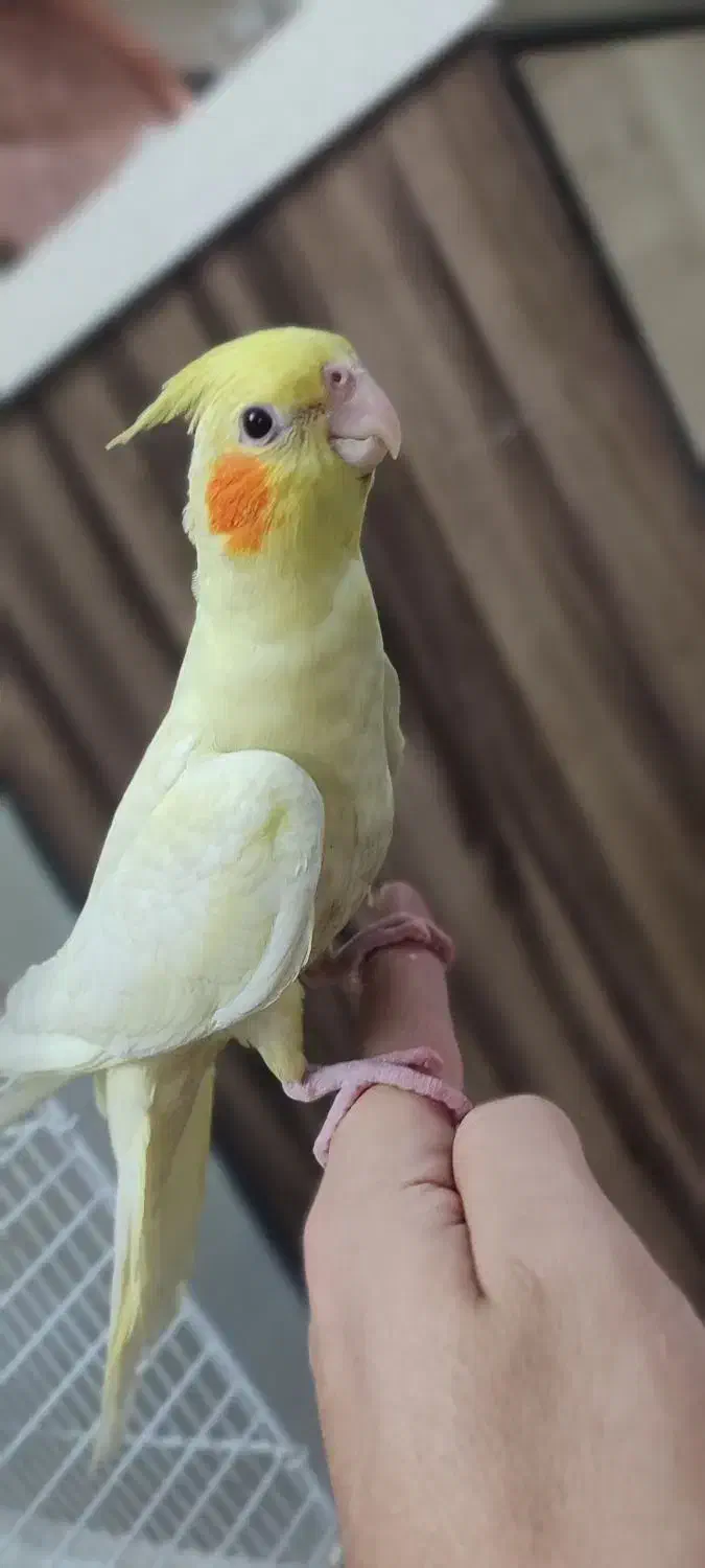 عروس هلندی|پرنده|تهران, خانی آباد نو جنوبی|دیوار