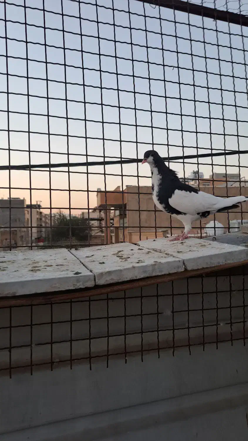 سه تا ماده شهری بی عیب|پرنده|شیراز, شهرک مفتح|دیوار