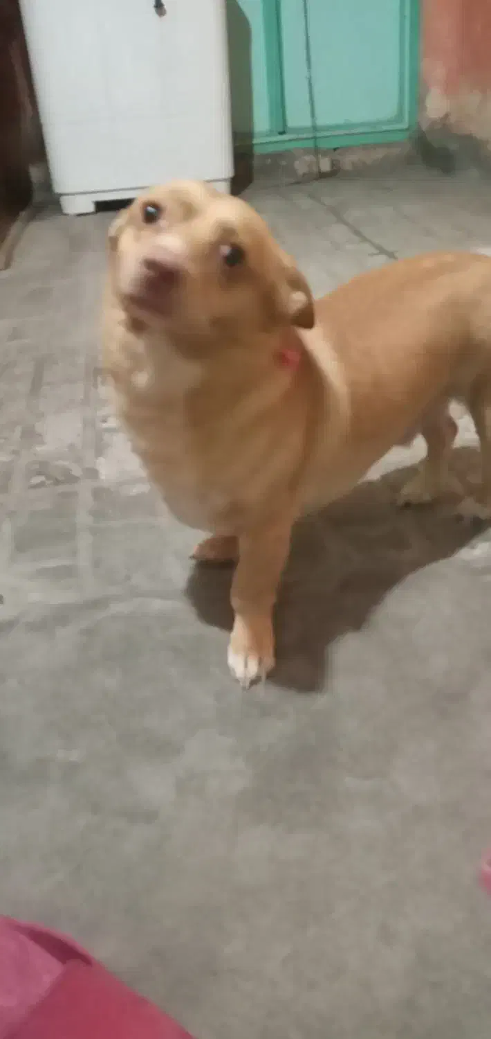 واگذاری سگ نر|سگ|بیرجند, |دیوار