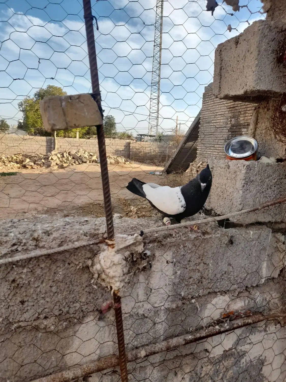 کبوتر|پرنده|سوسنگرد, |دیوار