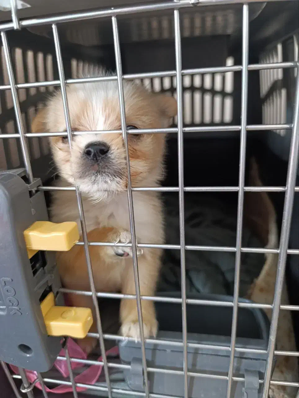 پامرانین|سگ|عجب شیر, |دیوار