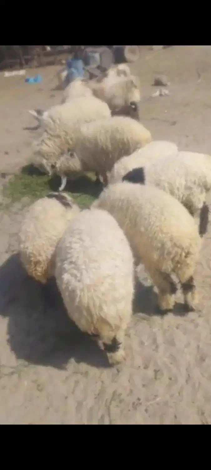 فروش بره نروماده|حیوانات مزرعه|خاش, |دیوار