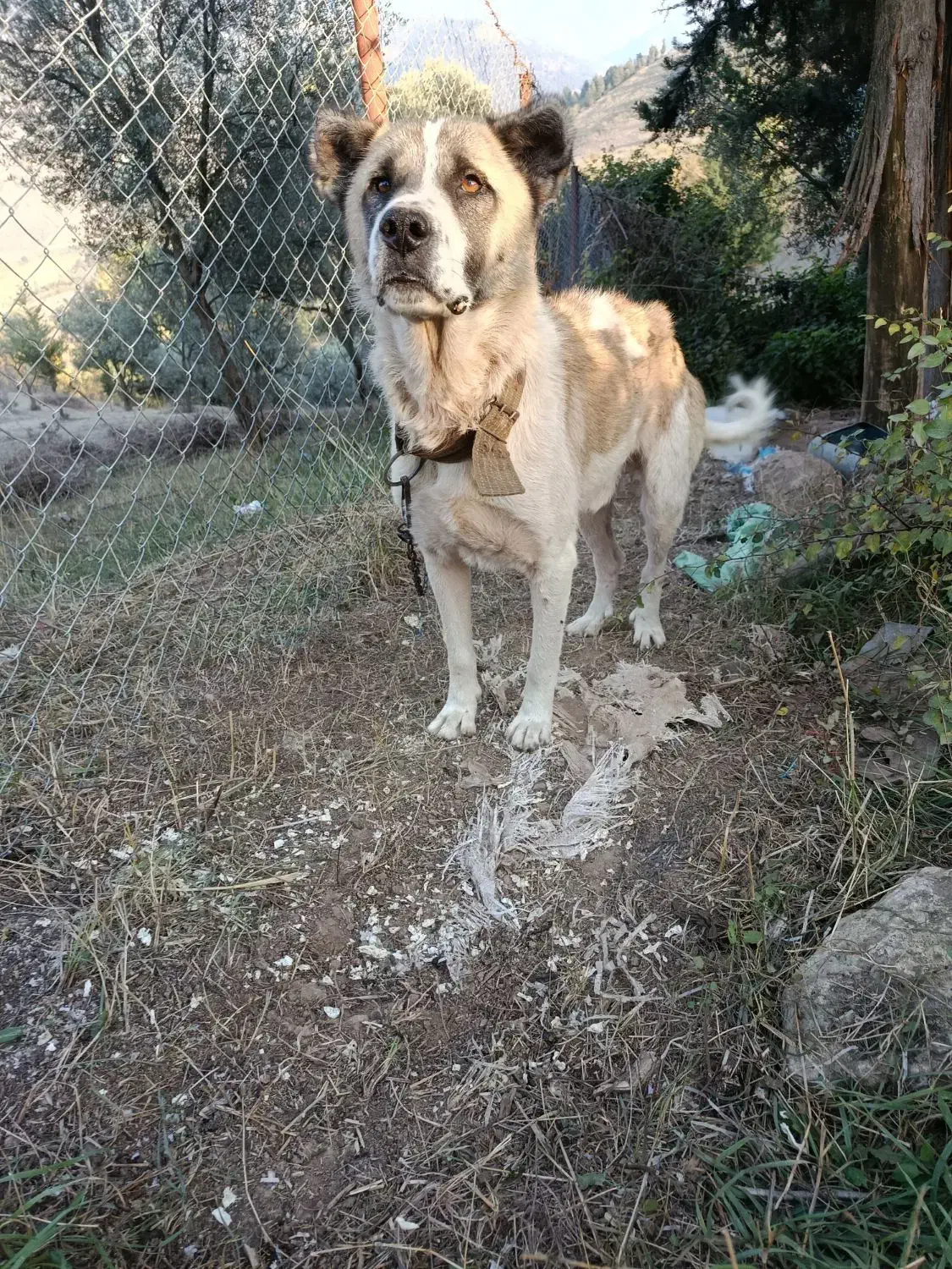 سگ بومی اصیل نگهبانی|سگ|توتکابن, |دیوار