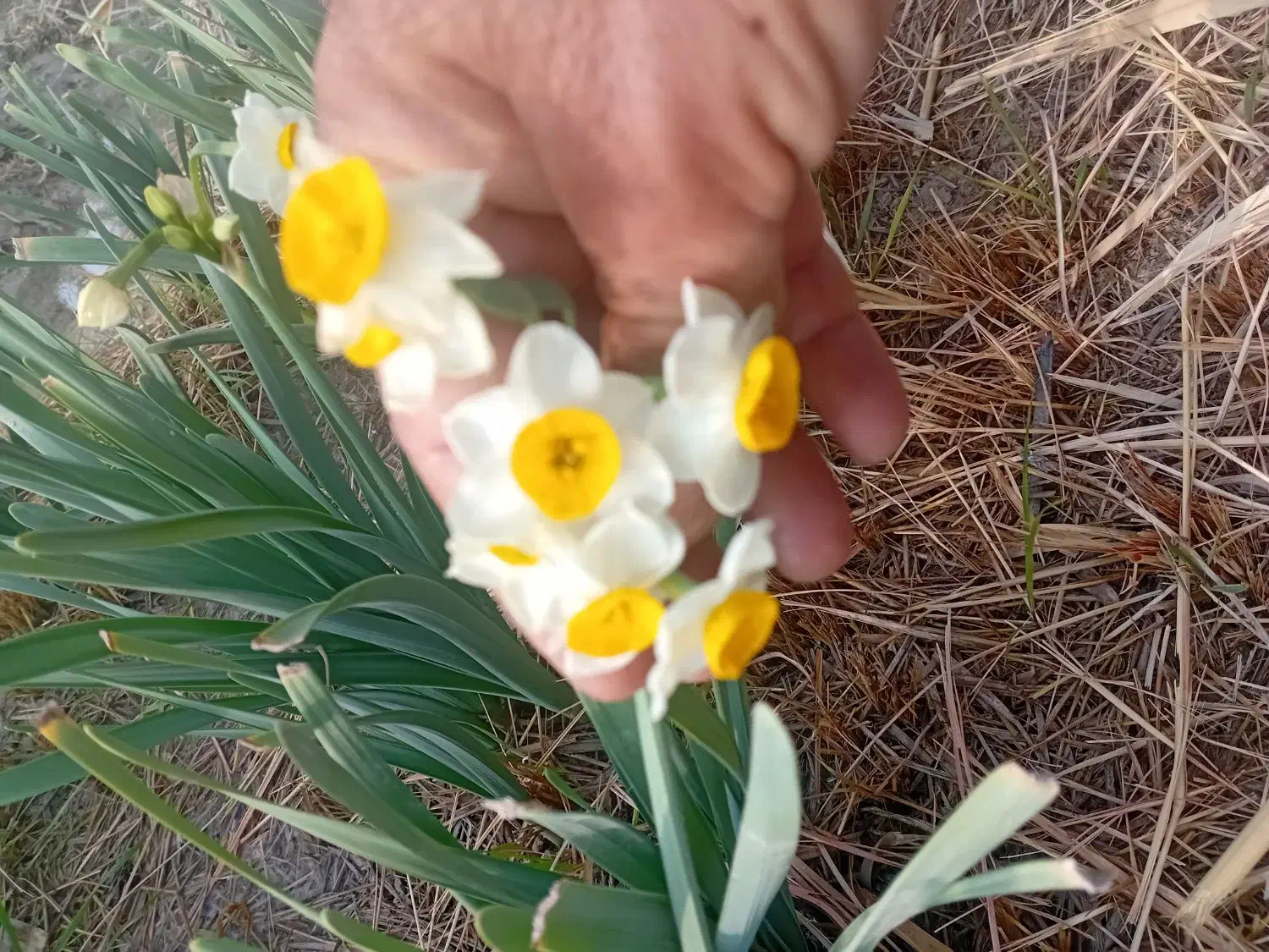 فروش گل نرگس|گل و گیاه طبیعی|جره و بالاده, |دیوار