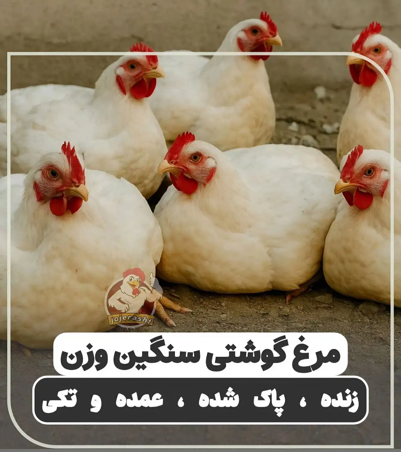 مرغ گوشتی زنده و پاک شده سنگین وزن تولید گیلان|حیوانات مزرعه|رشت, گلباغ نماز|دیوار