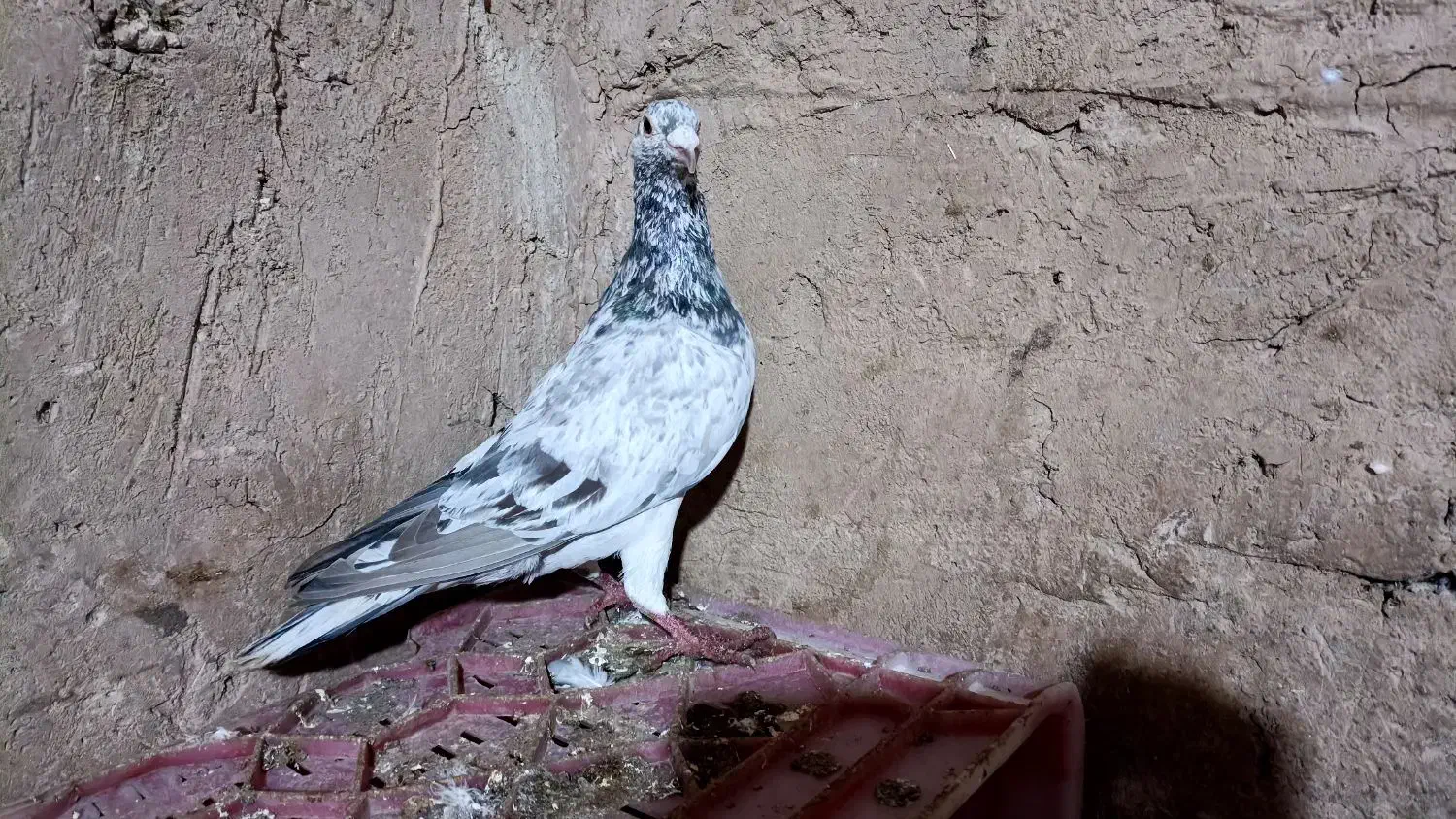 هفترنگ|حیوانات|قزوین, |دیوار