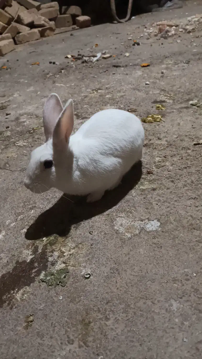 خرگوش نر|موش و خرگوش|خرمآباد, |دیوار