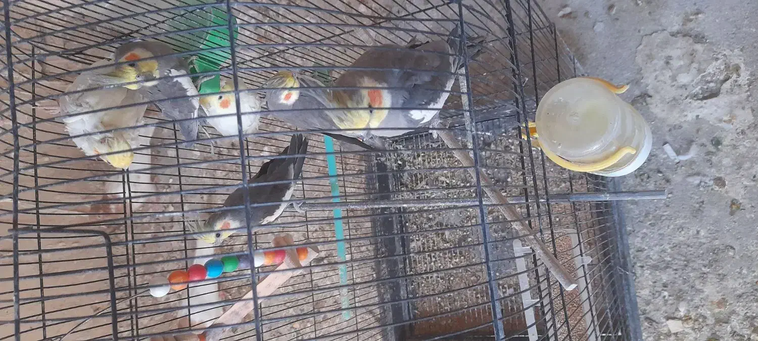 تعداد ۷ عروس هلندی چند کلمه حرف میزنن نر و ماده|پرنده|مشهد, رده|دیوار