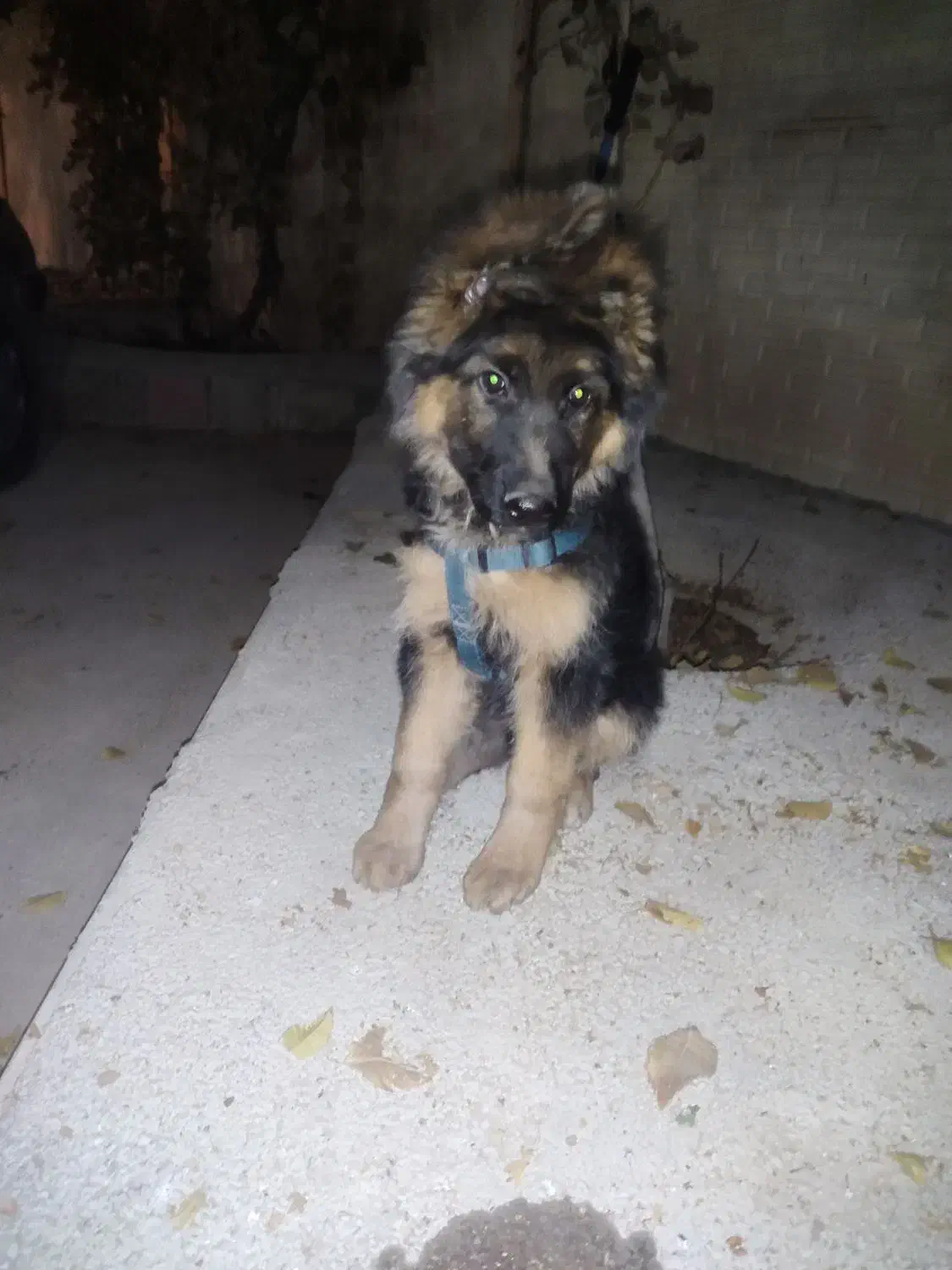 سگ ژرمن شپر  با شناسنامه|سگ|مرودشت, دولت آباد|دیوار