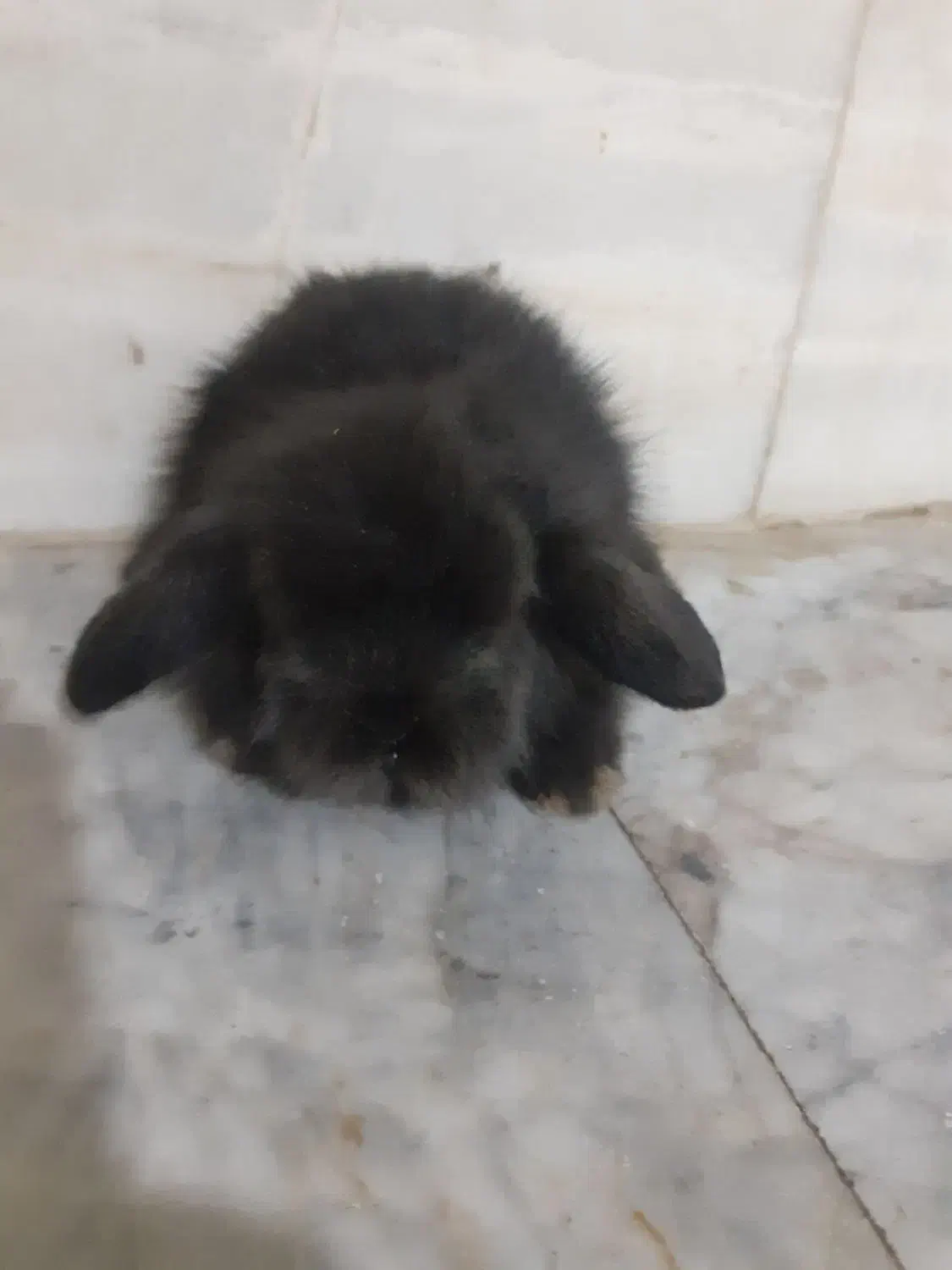 خرگوش|موش و خرگوش|کرمان, |دیوار