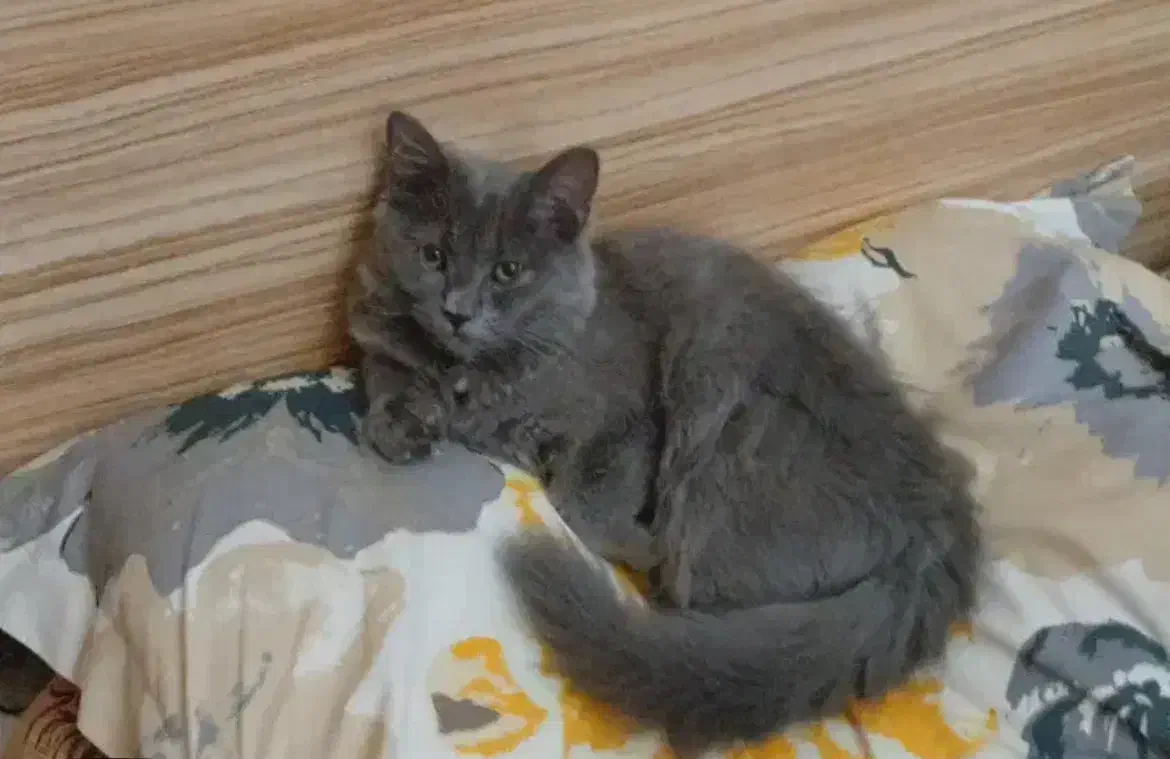 گربه بریتیش|گربه|نجف‌آباد, یزدانشهر|دیوار