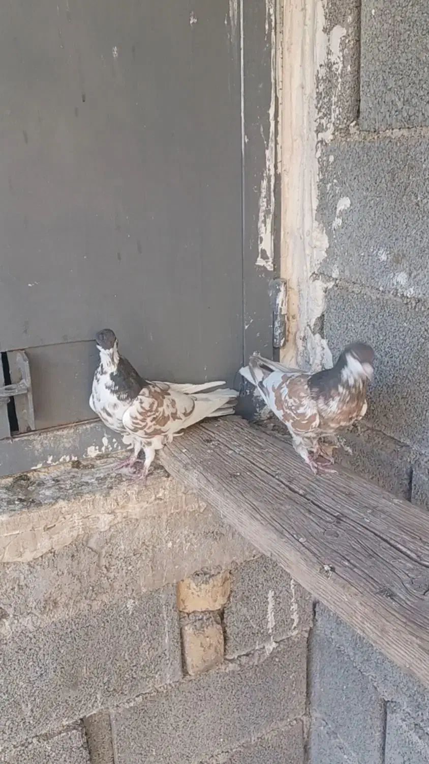 یال قهوه ای گلزرد|پرنده|کوه چنار, |دیوار