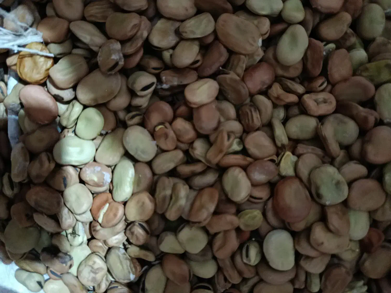 باقلا|عمده‌فروشی|نوکنده, |دیوار