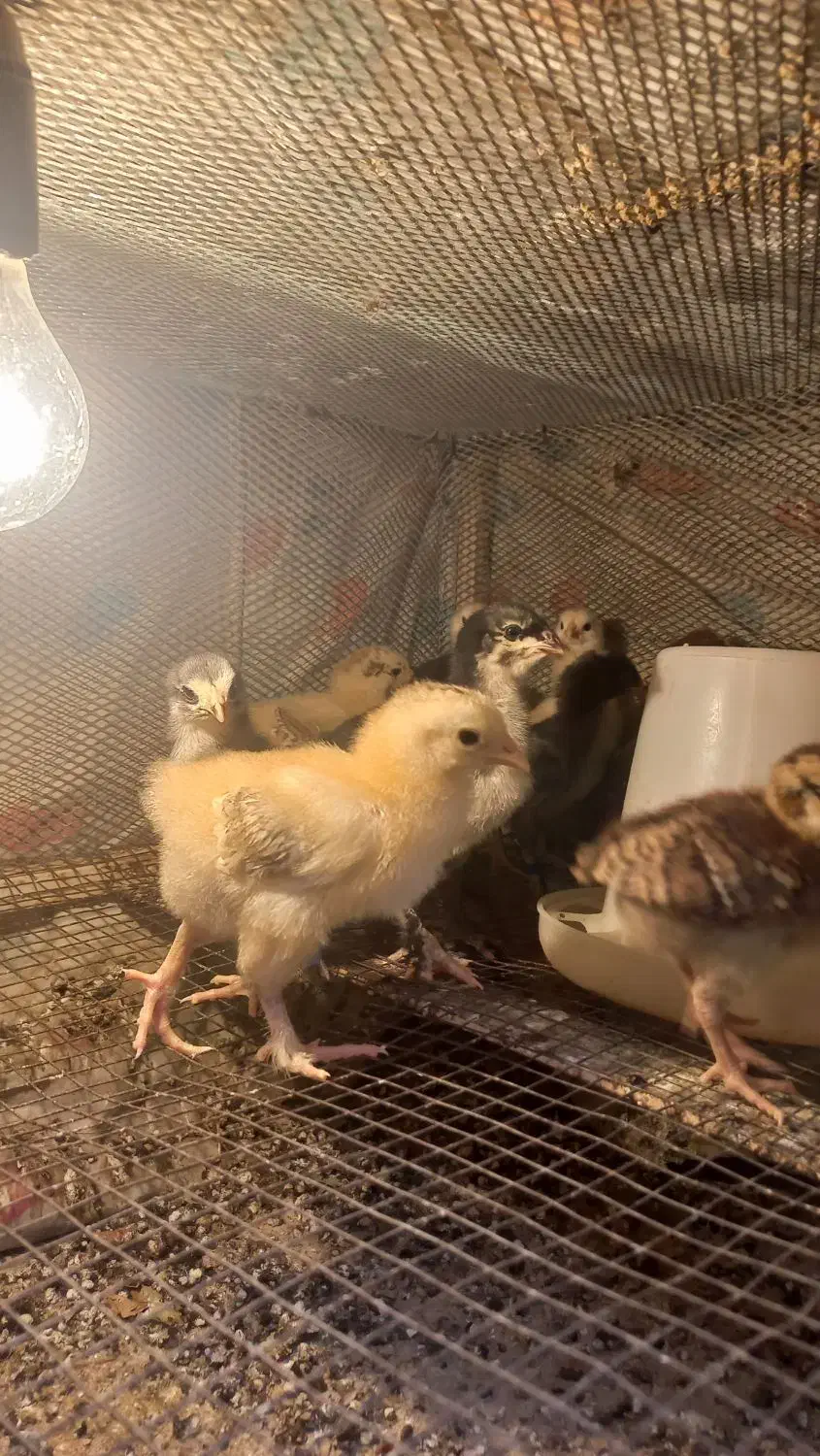 فروش تعدادی جوجه دو رگه لاری وبرهمه|حیوانات مزرعه|نورآباد ممسنی, |دیوار