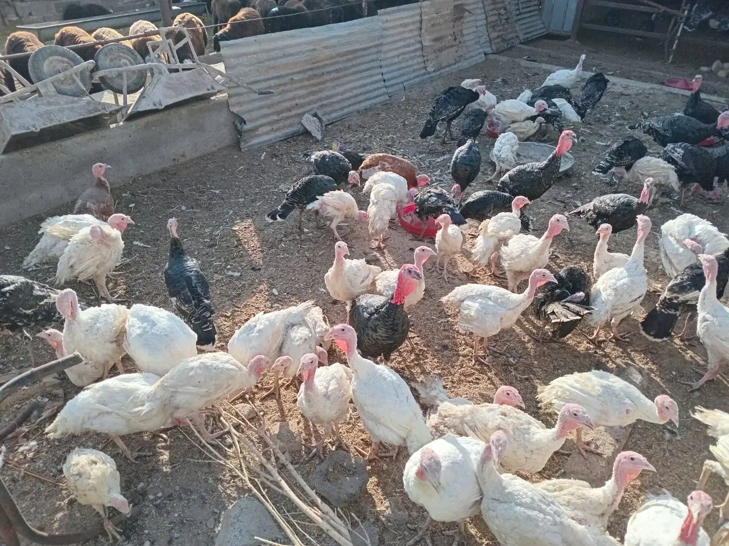 فروش بوقلمون گوشتی|حیوانات مزرعه|بوئین زهرا, |دیوار