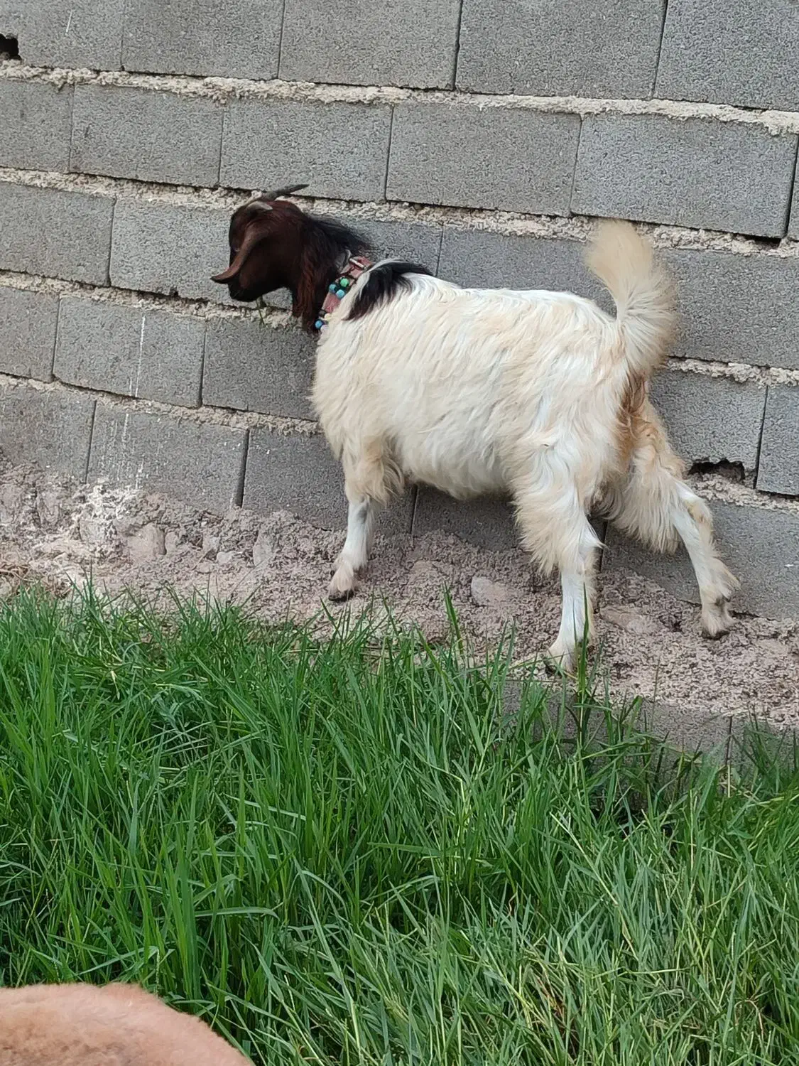 بزغاله ماده|حیوانات مزرعه|ینقاق, |دیوار