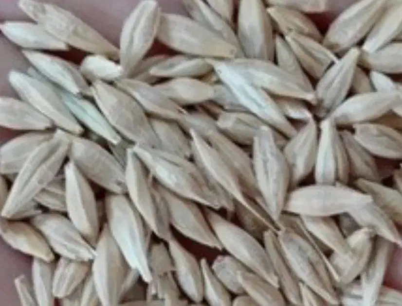 جو بومی|خدمات باغبانی و درختکاری|فرخ‌شهر, |دیوار