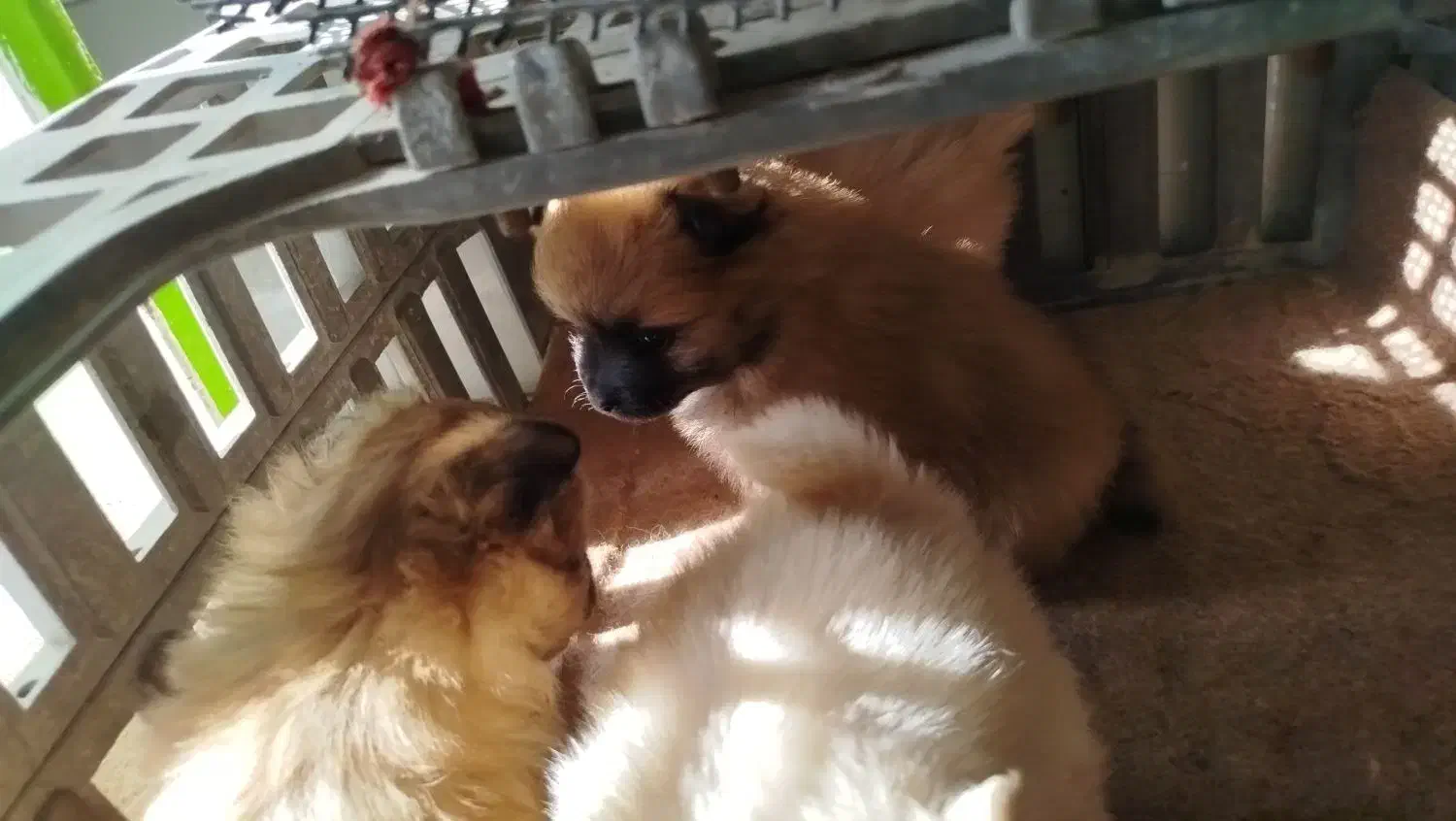 فروش سگ|سگ|لامرد, |دیوار