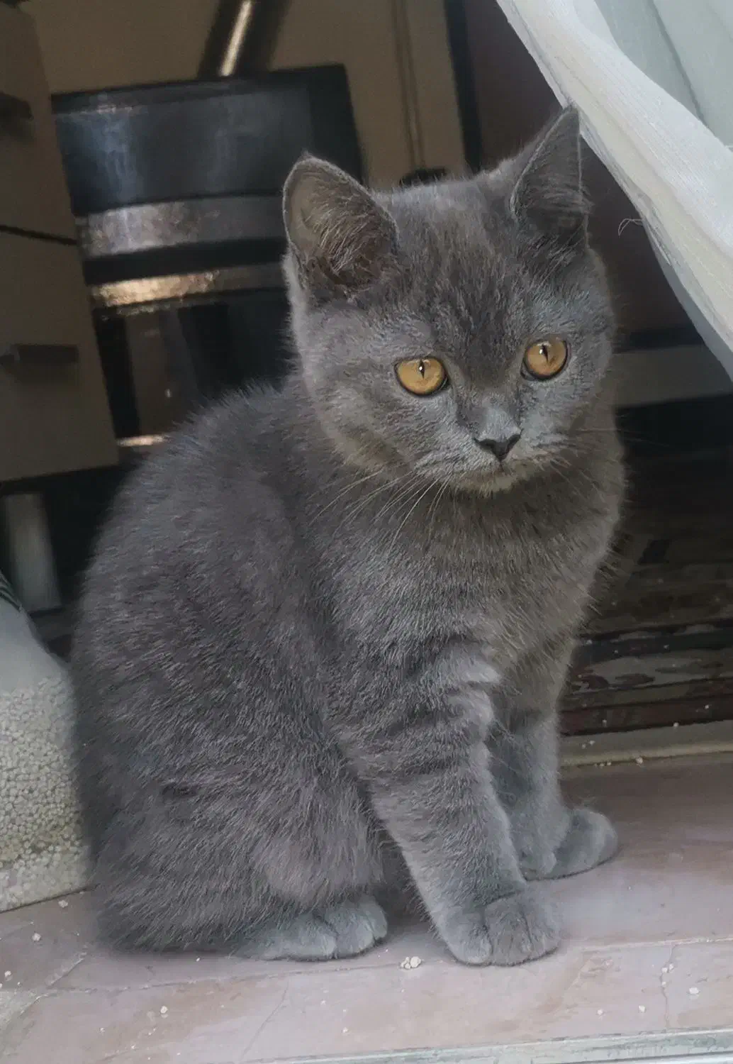 دختر خوشگل اسکاتیش|گربه|گنبد کاووس, |دیوار