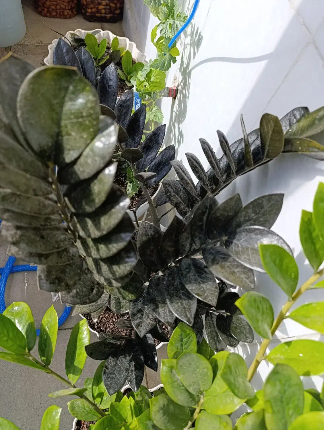 گل زیبا قشنگ به علت جانبودن به فروش میرود|گل و گیاه طبیعی|سنندج, |دیوار