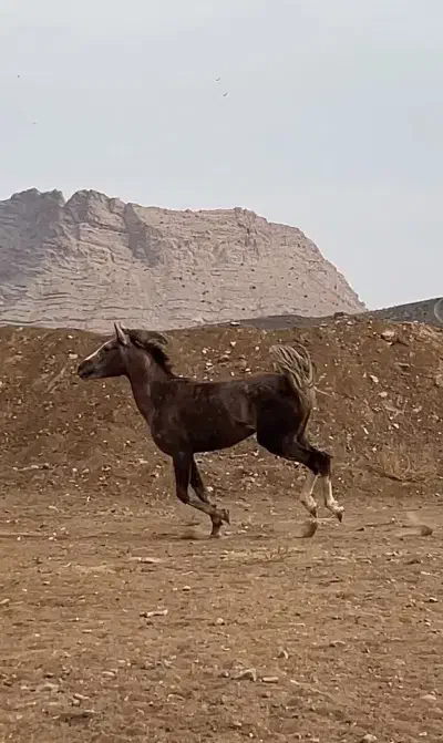 فروش اسب کرد|اسب و تجهیزات اسب‌سواری|نطنز, |دیوار