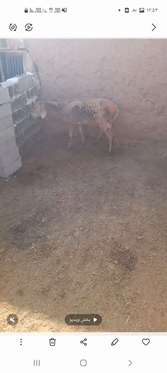 کاهور|حیوانات مزرعه|تربت جام, میان جام|دیوار