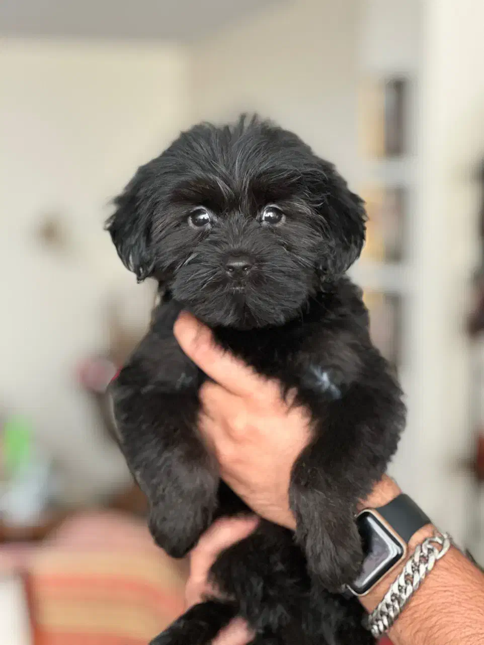 واگذاری شیتزو عروسکی|سگ|کرج, گوهردشت|دیوار