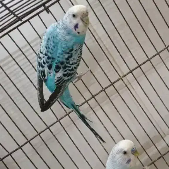 مرغ عشق|پرنده|قم, شهرک امام حسن|دیوار