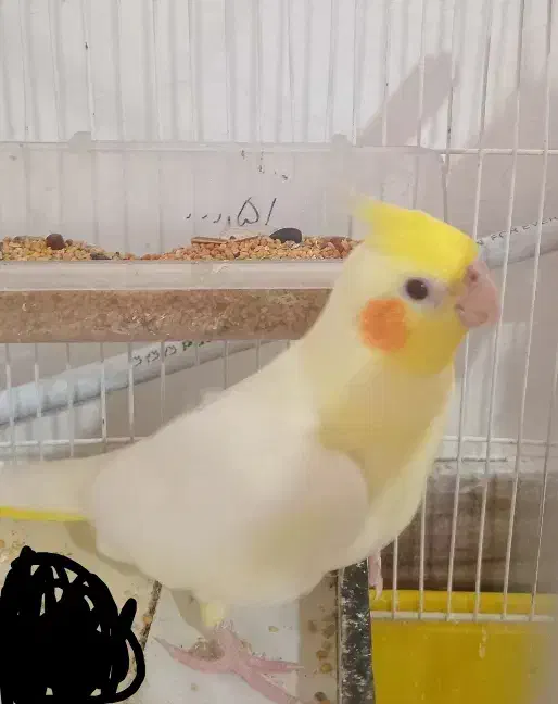 عروس هلندی لوتینو|پرنده|رودبنه, |دیوار