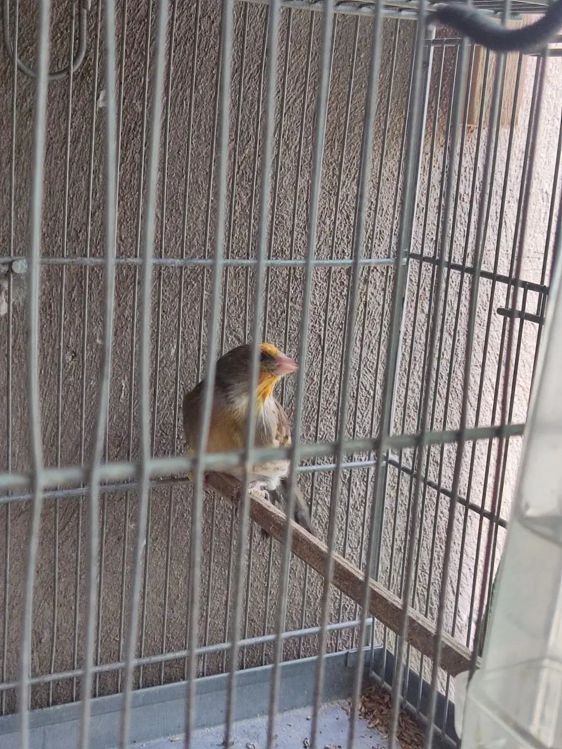 سهره قناری نر|پرنده|تهران, زرکش|دیوار