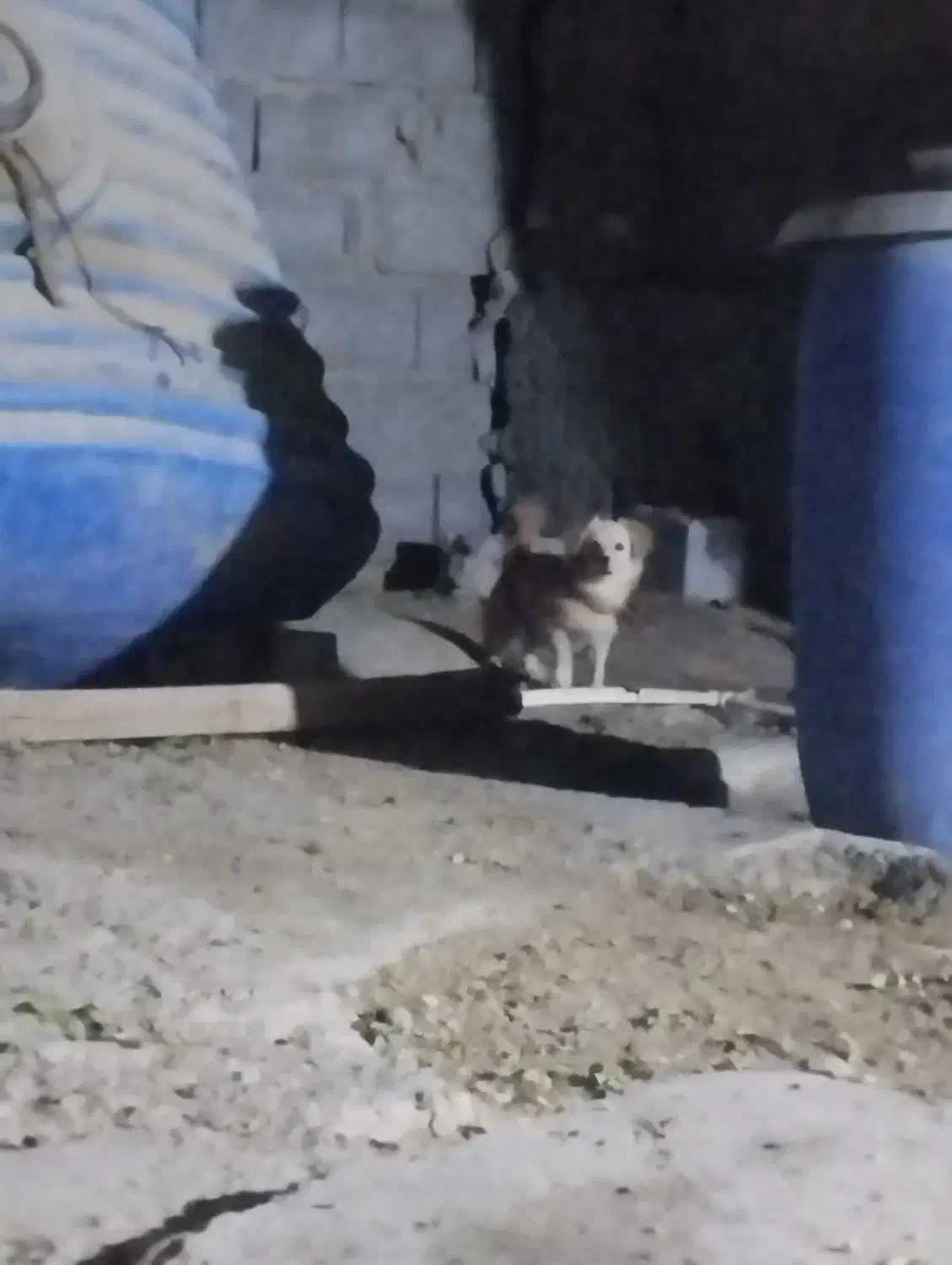 سگ پاکوتاه ماده 8ماهه|سگ|میناب, |دیوار