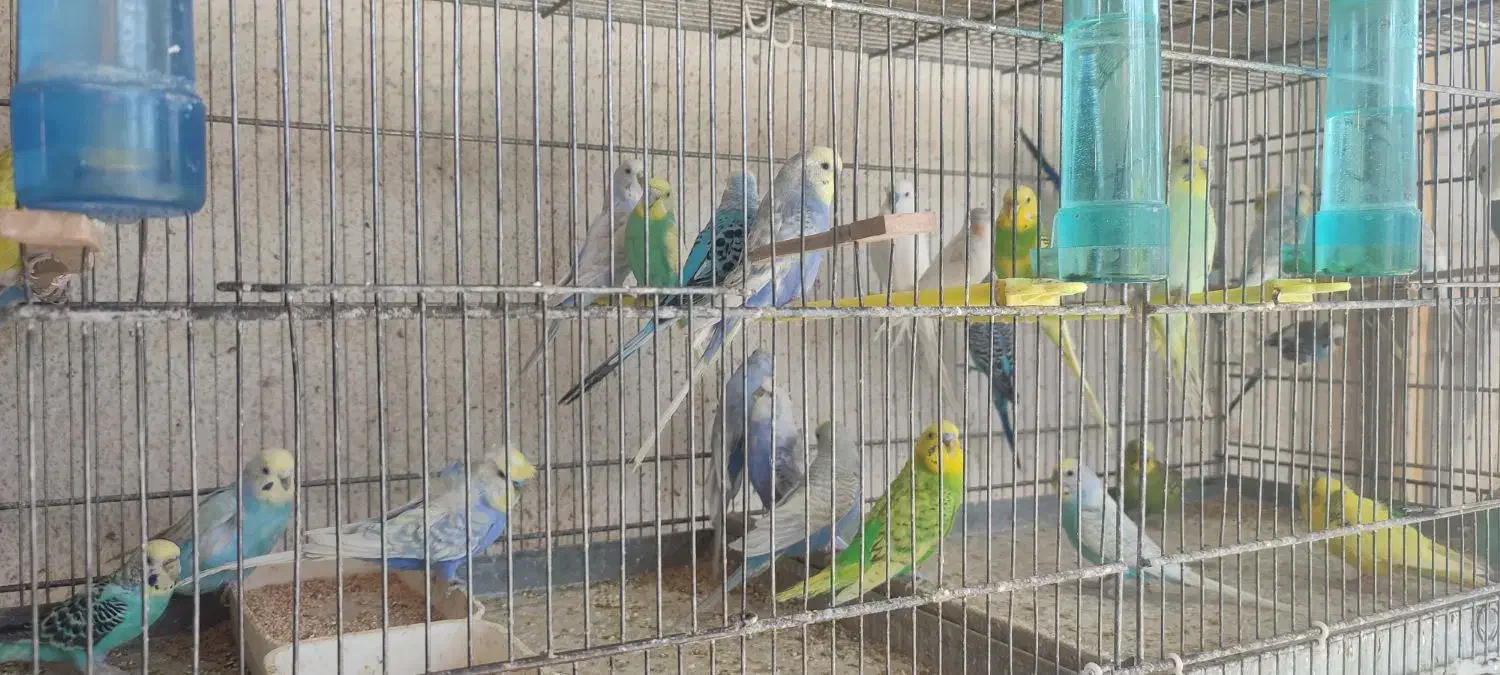 انواع فنچ گلدین .ستاره ای ،جغدی،کراواتی ،گلوبریده|پرنده|شیروان (خراسان), |دیوار