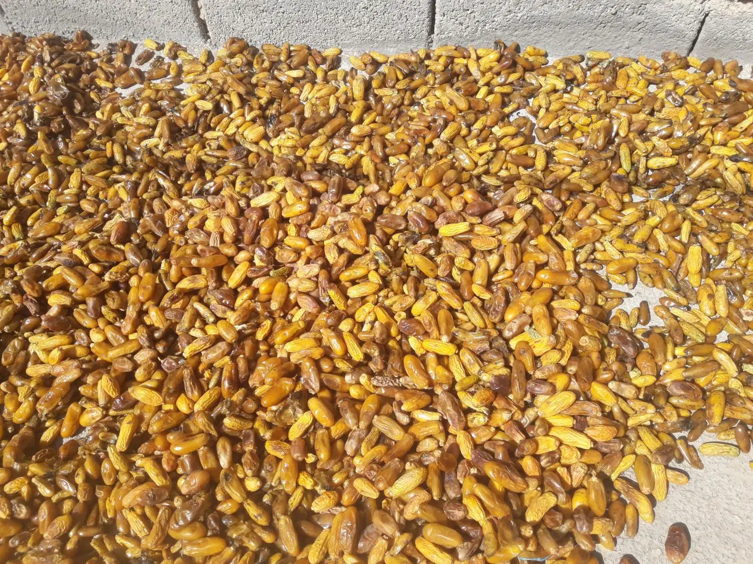 خرمای مگ برای خوراک دام|خوردنی و آشامیدنی|خفر, |دیوار